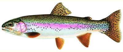 https://www.posrt.org/assets/image-gallery/fish-identification-gallery/illustrations/_resampled/ResizedImageWzQwMCwxNzBd/rainbow-trout.jpg