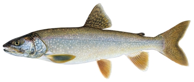 Lake Trout