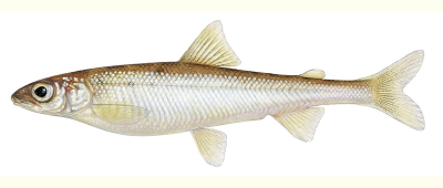 Pygmy Whitefish