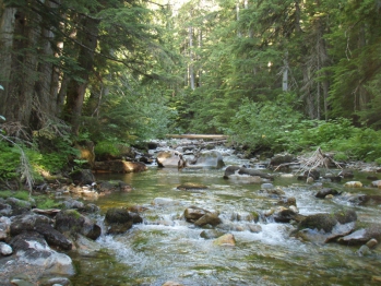 Bull and Westslope Cutthroat Trout Habitat South Salmo River