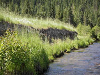 Downcut Channel and Bank Erosion Goose Creek