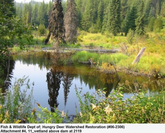 Wetland Area ABove Beaver Dam