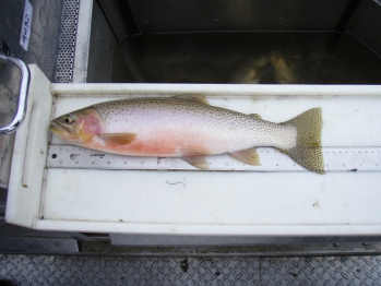 Native Pend Oreille Westslope Cutthroat Trout 2