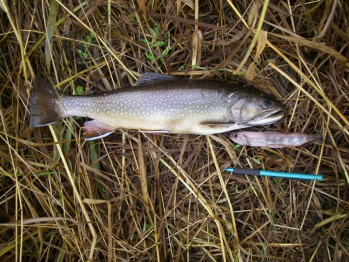 Non Native Brook Trout