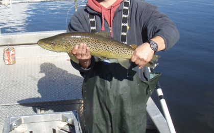 Non Native Brown Trout