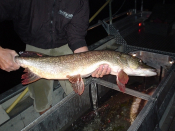 Non Native Northern Pike