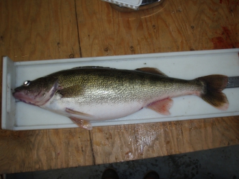 Non Native Walleye